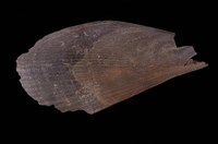 藏品(牛角江瑤蛤)的圖片